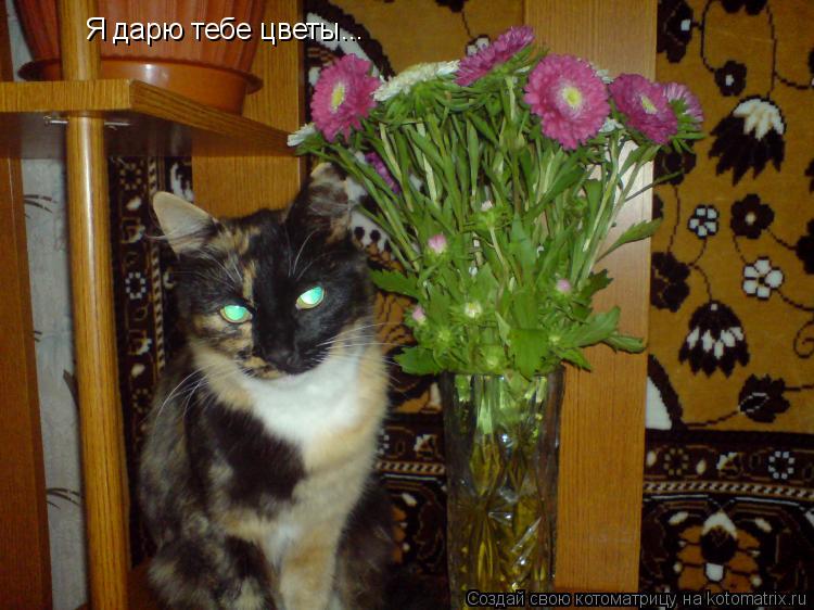 Котоматрица: Я дарю тебе цветы...