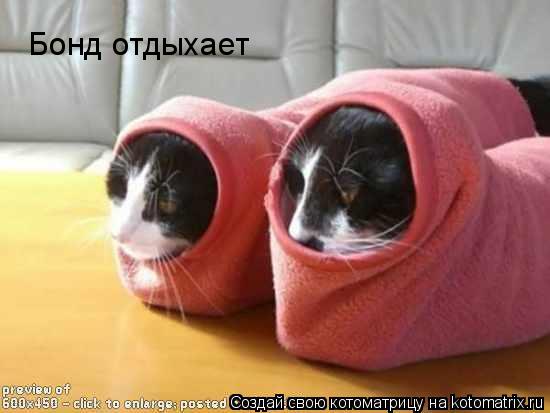 Бонд отдыхает... Котоматрица: Бонд отдыхает