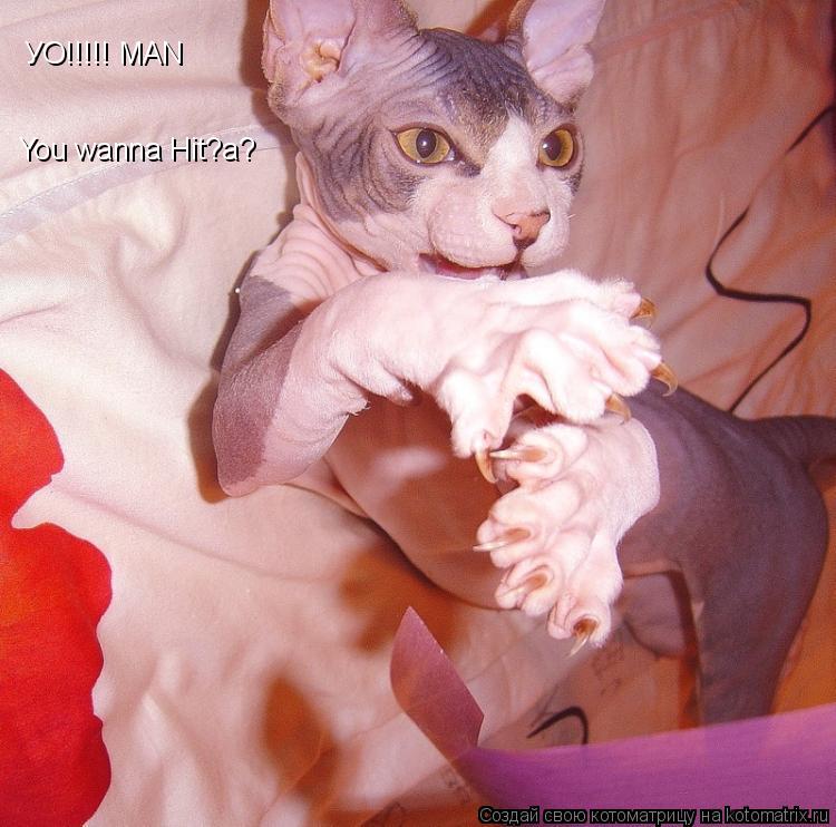 УО!!!!! МАN You wanna Hit?a?... Котоматрица: УО!!!!! МАN You wanna Hit?a?