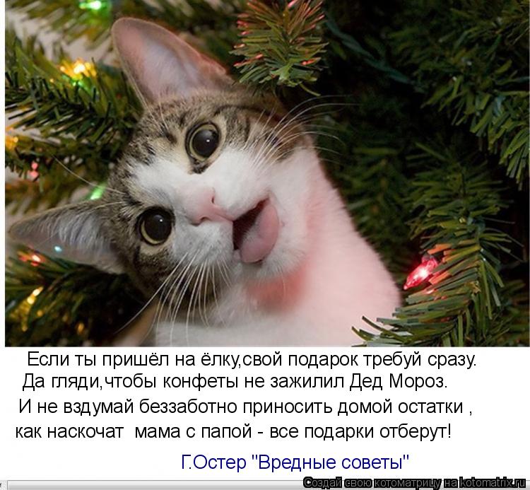 Котоматрица: Если ты пришёл на ёлку,свой подарок требуй сразу. Да гляди,чтобы конфеты не зажилил Дед Мороз. И не вздумай беззаботно приносить домой остат