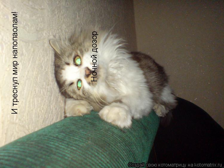 Котоматрица: И треснул мир напопаолам! Ночной дозор