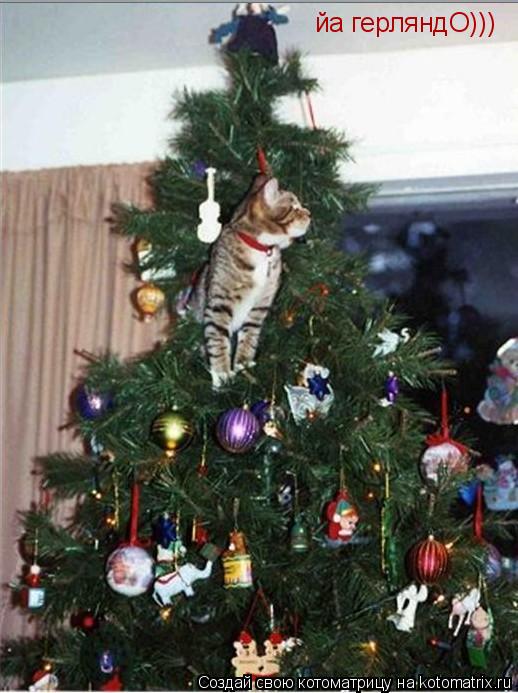 Котоматрица: йа герляндО)))