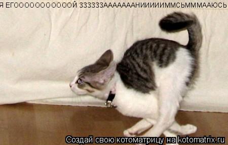 Котоматрица: Я ЕГОООООООООООЙ ЗЗЗЗЗЗАААААААНИИИИИММСЬМММААЮСЬ!