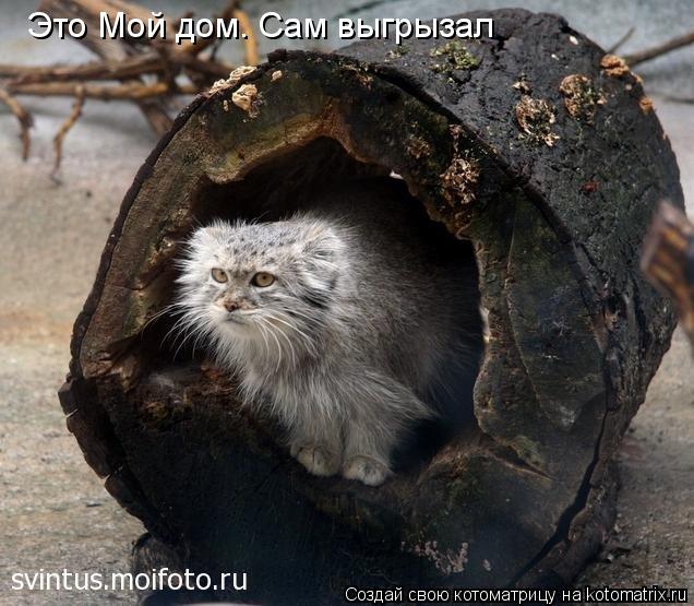 Котоматрица: Это Мой дом. Сам выгрызал