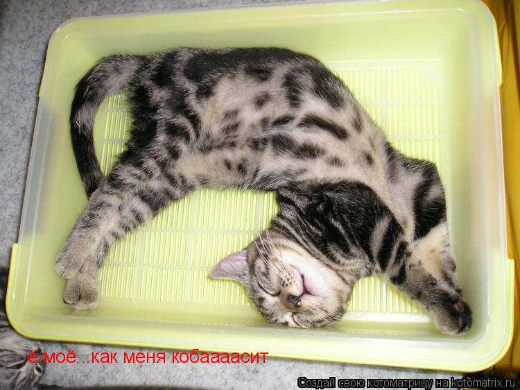 Котоматрица: ё моё...как меня кобаааасит