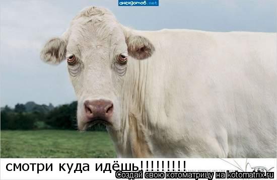 смотри куда идёшь!!!!!!!!!... Котоматрица: смотри куда идёшь!!!!!!!!!