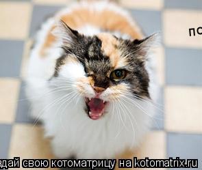 Котоматрица: погладь кота, сука