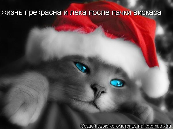 жизнь прекрасна и лека после пачки вискаса... Котоматрица: жизнь прекрасна и лека после пачки вискаса