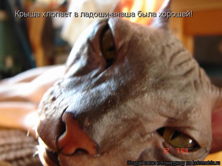 Котоматрица: Крыша хлопает в ладоши-анаша была хорошей!