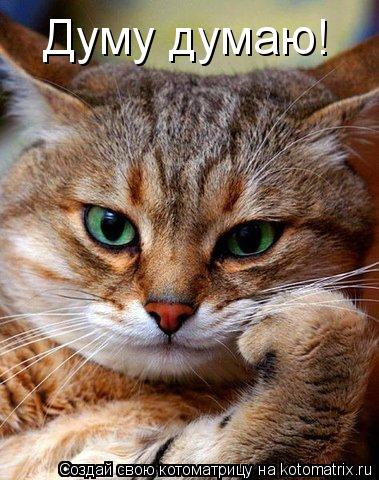 Думу думаю!... Котоматрица: Думу думаю!