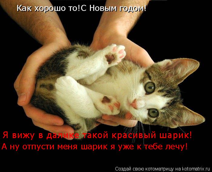 Как хорошо то!С Новым годом!Ой какой там в далике красивый шарик Как хорошо то!С Новым годом! Как хор... Котоматрица: Как хорошо то!С Новым годом!Ой какой там в далике красивый шарик Как хорошо то!С Новым годом! Как хорошо то!С Новым годом! Я вижу в далике тако
