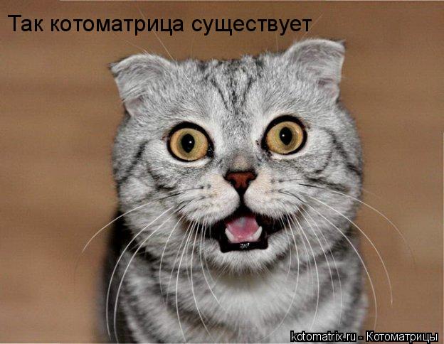 Так котоматрица существует... Котоматрица: Так котоматрица существует