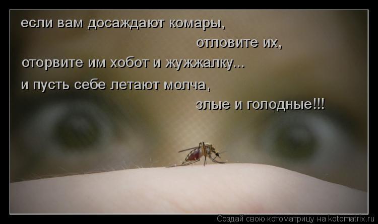 если вам досаждают комары, отловите их, и пусть себе летают молча, злые и голодные!!! оторвите им хо... Котоматрица: если вам досаждают комары, отловите их, и пусть себе летают молча, злые и голодные!!! оторвите им хобот и жужжалку...