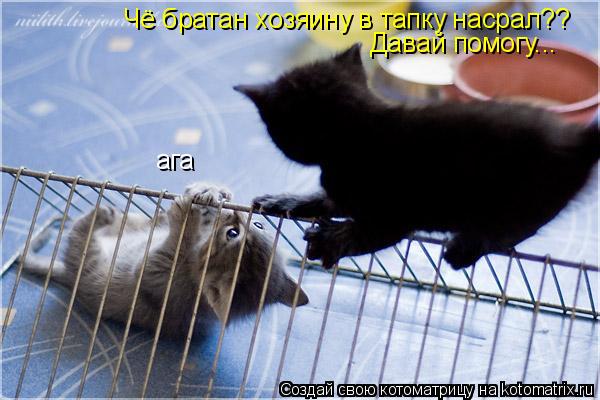 Котоматрица: Чё братан хозяину в тапку насрал?? ага Давай помогу...