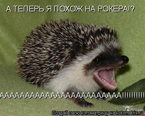 Котоматрица: А ТЕПЕРЬ Я ПОХОЖ НА РОКЕРА!?  АААААААААААААААААААААААА!!!!!!!!!!
