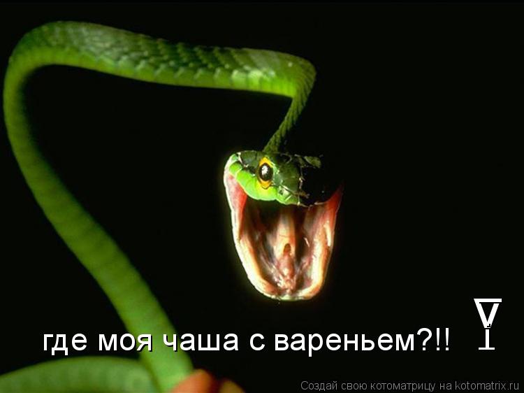 Котоматрица: v i _ _ где моя чаша с вареньем?!!
