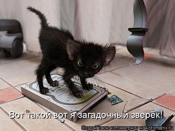 Котоматрица: Вот такой вот я загадочный зверёк!