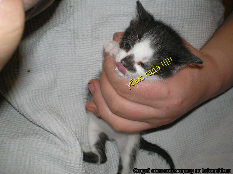 убью гада !!!!!... Котоматрица: убью гада !!!!!