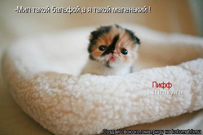 -Мил такой бальфой,а я такой маленький ! Пифф... Котоматрица: -Мил такой бальфой,а я такой маленький ! Пифф