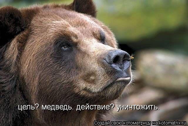 Котоматрица: цель? медведь. действие? уничтожить.