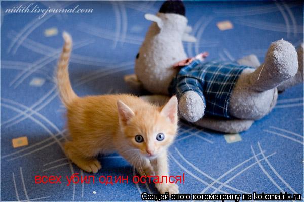 Котоматрица: всех убил один остался!