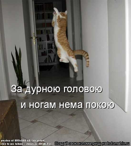 За дурною головою и ногам нема покою... Котоматрица: За дурною головою и ногам нема покою