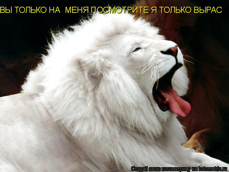 Котоматрица: ВЫ ТОЛЬКО НА  МЕНЯ ПОСМОТРИТЕ Я ТОЛЬКО ВЫРАС ВЫ ТОЛЬКО НА  МЕНЯ ПОСМОТРИТЕ Я ТОЛЬКО ВЫРАС