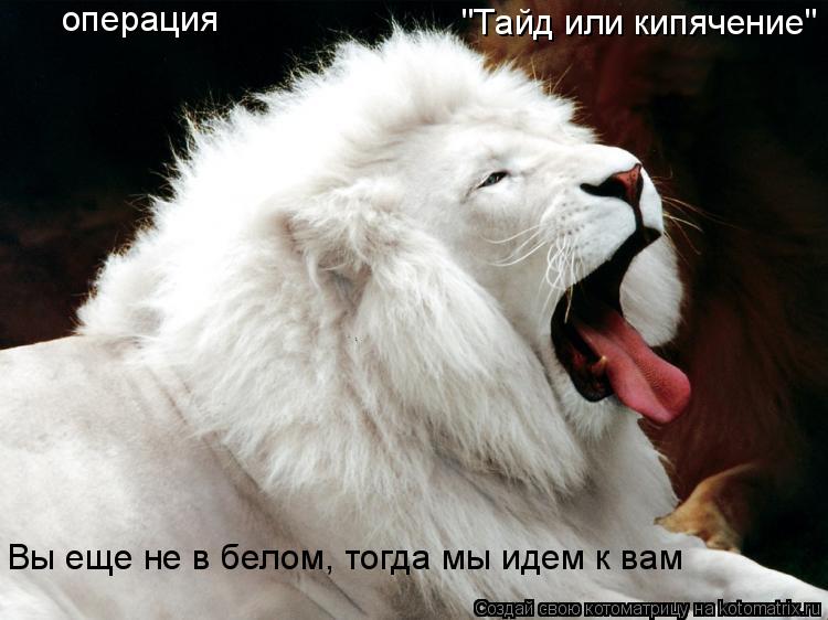 операция "Тайд или кипячение" Вы еще не в белом, тогда мы идем к вам операция "Тайд или кипячение"... Котоматрица: операция "Тайд или кипячение" Вы еще не в белом, тогда мы идем к вам операция "Тайд или кипячение"