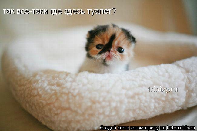 так все-таки где здесь туалет?... Котоматрица: так все-таки где здесь туалет?
