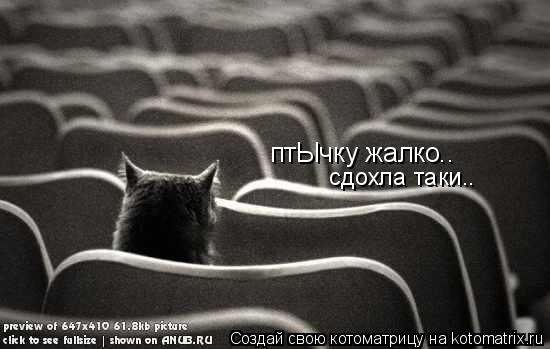птЫчку жалко.. сдохла таки..... Котоматрица: птЫчку жалко.. сдохла таки..
