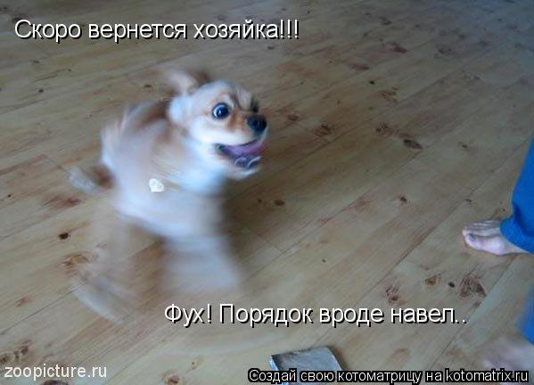 Котоматрица: Скоро вернется хозяйка!!! Фух! Порядок вроде навел..