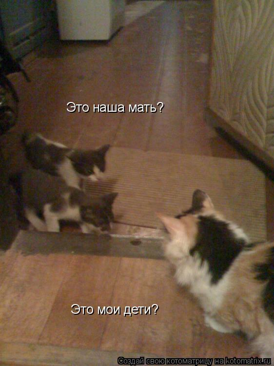 Это мои дети? Это наша мать?... Котоматрица: Это мои дети? Это наша мать?