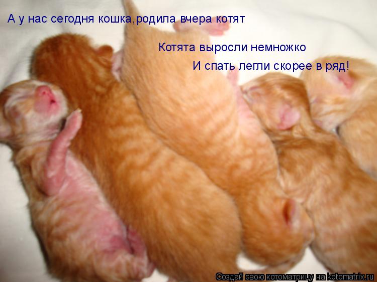 Котоматрица: А у нас сегодня кошка,родила вчера котят Котята выросли немножко И спать легли скорее в ряд!