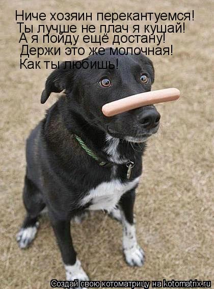 Котоматрица: Ниче хозяин перекантуемся! Ты лучше не плач я кушай! А я пойду ещё достану! Держи это же молочная! Как ты любишь!