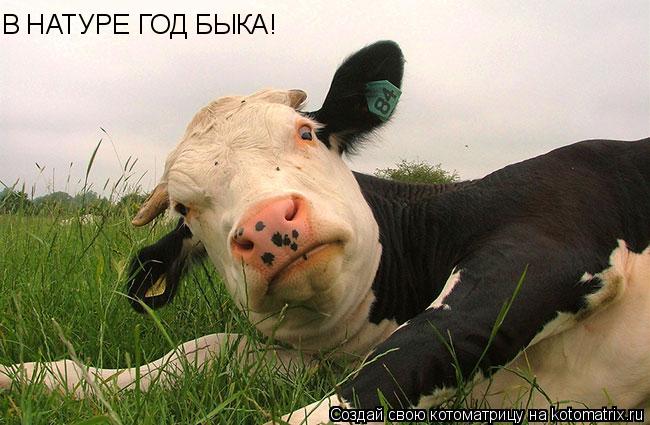 В НАТУРЕ ГОД БЫКА!... Котоматрица: В НАТУРЕ ГОД БЫКА!
