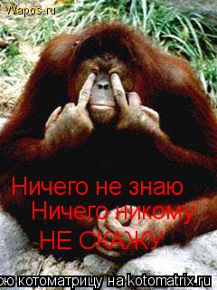 Котоматрица: Ничего не знаю Ничего никому НЕ СКАЖУ