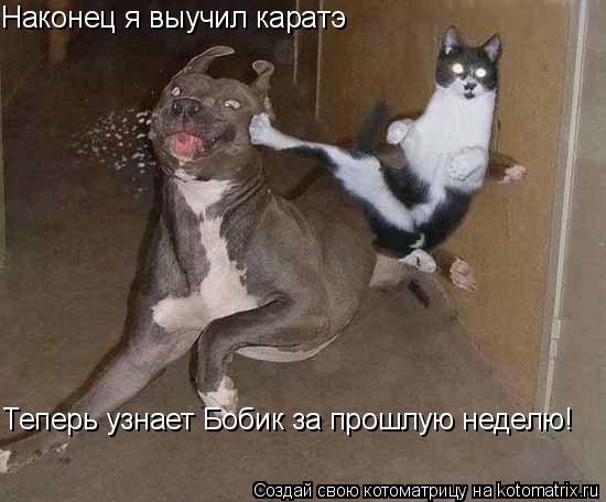 Котоматрица: Наконец я выучил каратэ  Теперь узнает Бобик за прошлую неделю! Теперь узнает Бобик за прошлую неделю!