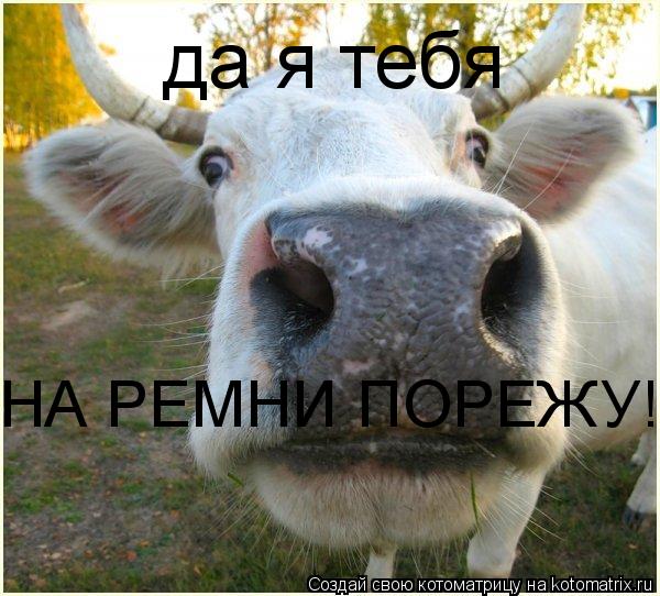 Котоматрица: да я тебя НА РЕМНИ ПОРЕЖУ!!!