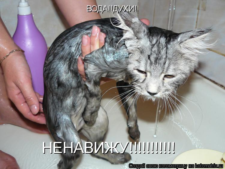 Котоматрица: ВОДА!!ДУХИ!  НЕНАВИЖУ!!!!!!!!!!!