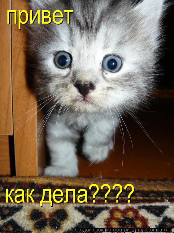 привет как дела????... Котоматрица: привет как дела????
