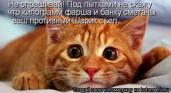 Котоматрица: что килограмм фарша и банку сметаны Не спрашивай! Под пытками не скажу ваш противный Шарик съел