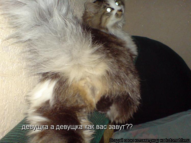 девущка а девущка как вас завут??... Котоматрица: девущка а девущка как вас завут??
