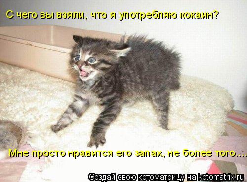 Котоматрица: С чего вы взяли, что я употребляю кокаин? Мне просто нравится его запах, не более того....