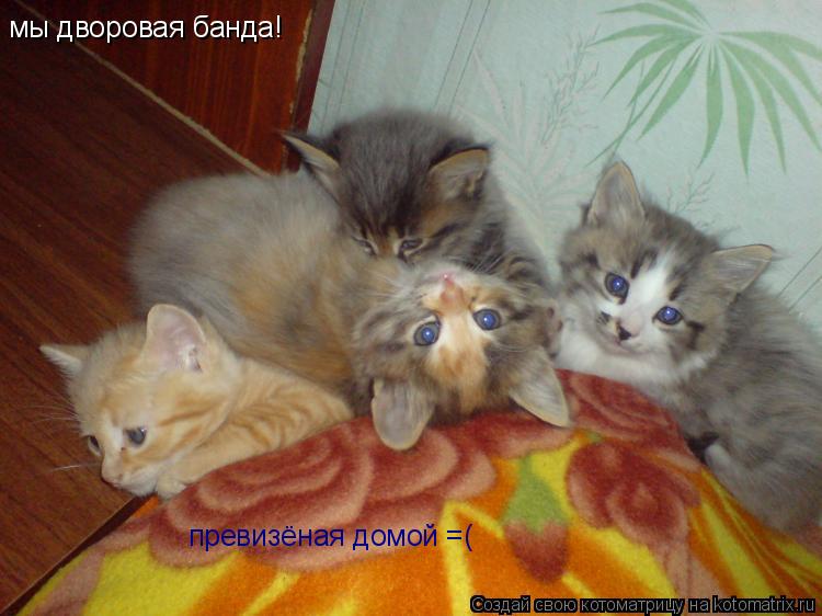 Котоматрица: мы дворовая банда! превизёная домой =(