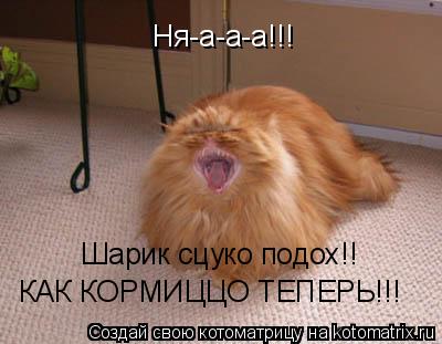 Ня-а-а-а!!! Шарик сцуко подох!! КАК КОРМИЦЦО ТЕПЕРЬ!!!... Котоматрица: Ня-а-а-а!!! Шарик сцуко подох!! КАК КОРМИЦЦО ТЕПЕРЬ!!!