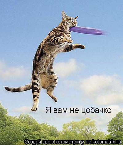 Я вам не цобачко... Котоматрица: Я вам не цобачко