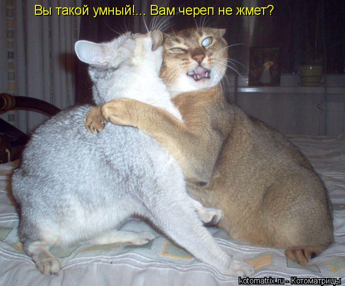 Котоматрица: Вы такой умный!... Вам череп не жмет?