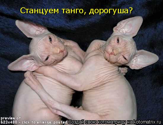 Станцуем танго, дорогуша?... Котоматрица: Станцуем танго, дорогуша?