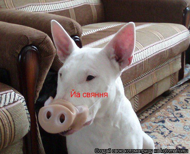 Котоматрица: Йа свяння