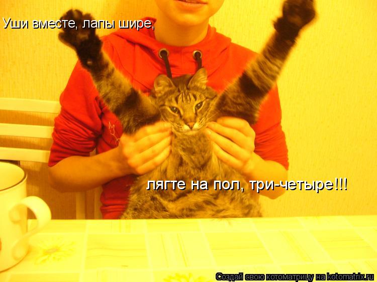 Уши вместе, лапы шире, лягте на пол, три-четыре!!!... Котоматрица: Уши вместе, лапы шире, лягте на пол, три-четыре!!!